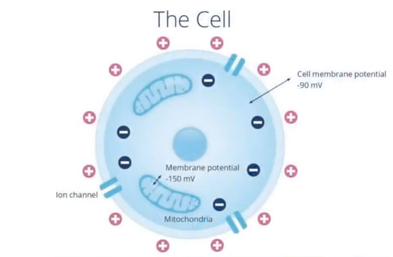 cell wall