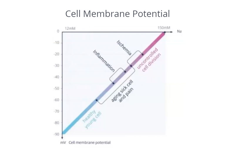 cell membrane voltage