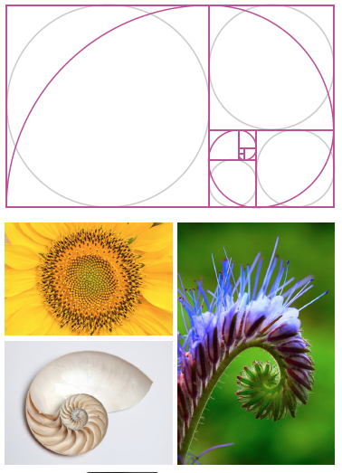 fibonacci sequence