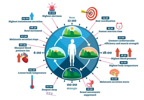 circadian rhythms