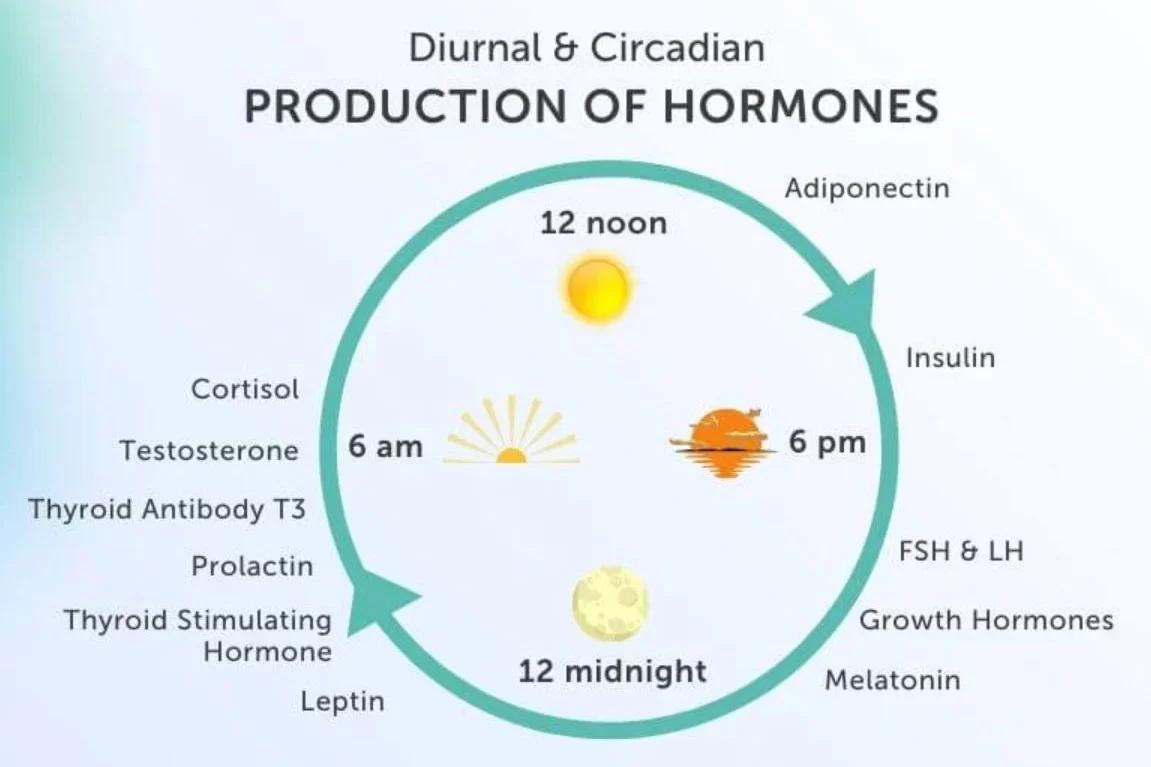 diurnal circadian rhythms