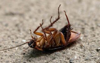 cockroach frequencies