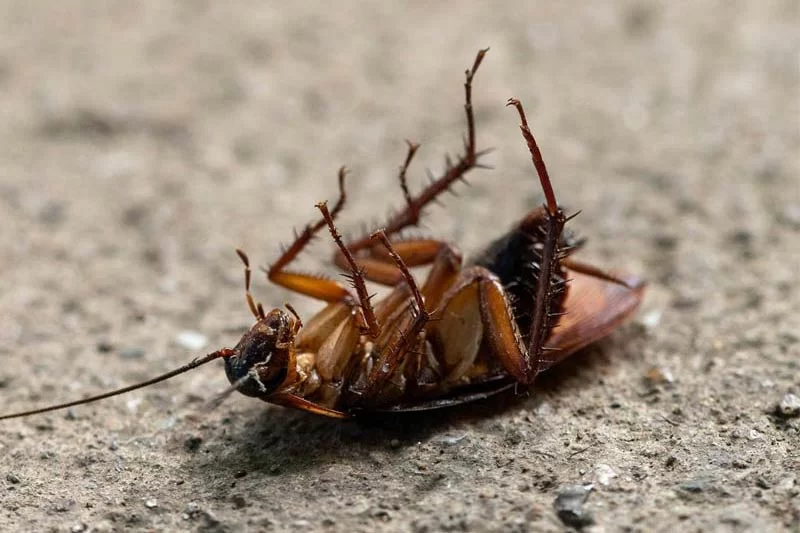 cockroach-by-picas-joe war of the roaches
