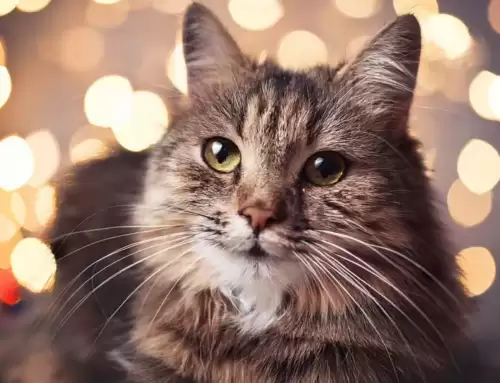 Healing Frequencies of Cats