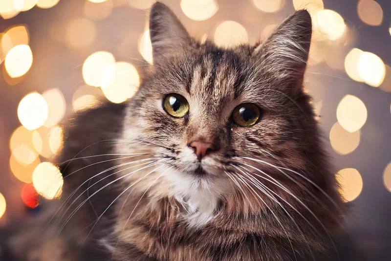 cats purr frequency
